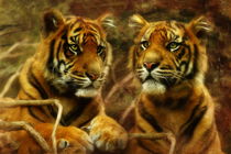 Sumatran Tiger Cubs by Trudi Simmonds