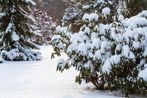 Bäume im Winter mit Schnee von Rico Ködder