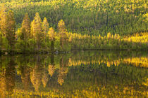 Beautiful green forest reflected in still lake von Horia Bogdan