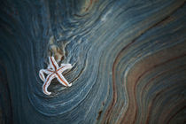 Starfish on the fjord shore by Horia Bogdan