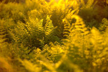 Golden ferns in beautiful midnight sun light by Horia Bogdan