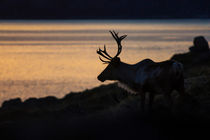 Reindeer silhouette by Horia Bogdan