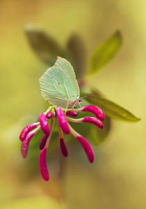 Green Gonepteryx Rhamni butterfly on pink Lonicera by Jarek Blaminsky