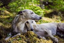 Whippets - Elbenwald by Chris Berger