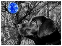 Dog and Blue Orb von Lance Rann