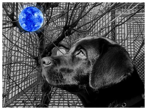Dog-and-blue-orb-lance-rann2014-300dpi-12in