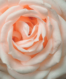 'An English Rose' von CHRISTINE LAKE