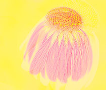 Echinacea in Pink von Linde Townsend