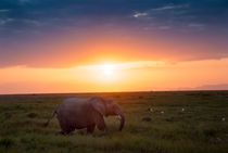 Afrikas Abendsonne - Kenia von Viktor Peschel