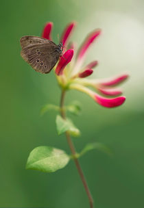 Brown butterfly on pink flowers by Jarek Blaminsky