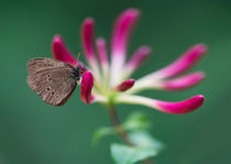 Brown butterfly on pink blooming flowers von Jarek Blaminsky