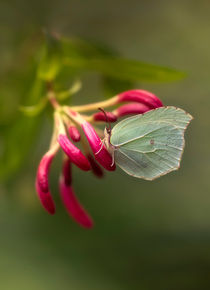 Green Gonepteryx Rhamni butterfly on red Lonicera by Jarek Blaminsky