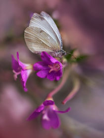 White butterfly sitting on pink bells flowers by Jarek Blaminsky
