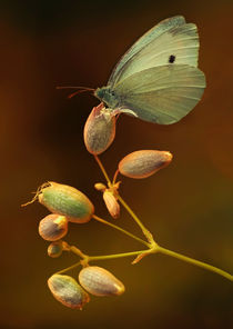 Light green butterfly sitting on dried flowers by Jarek Blaminsky