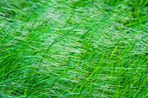 Long Grass by Glen Mackenzie