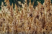 Fluffy Grass Seeds by Glen Mackenzie