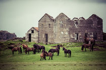 Wilde Pferde in Island von Doreen Reichmann