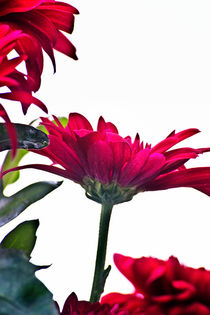 Red Chrysanthemum Flowers by Vicki Field