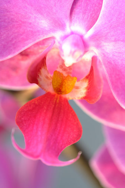 Bum-orchidee-93-6-4