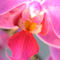Bum-orchidee-93-6-4