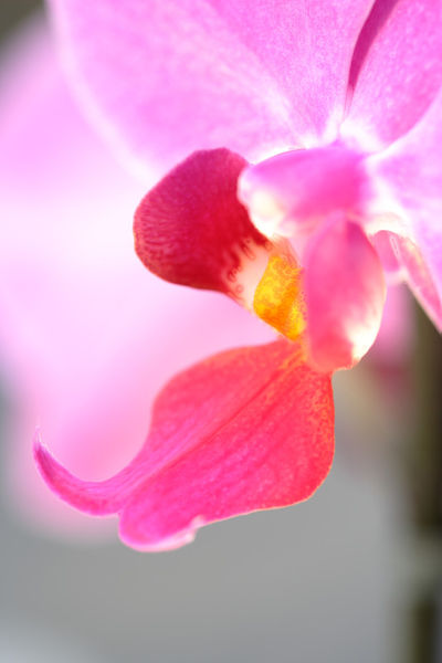 Bum-orchidee-97-7-4
