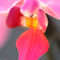 Bum-orchidee-102-8-4