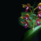 Orchidee-2081-a