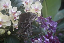 Schmetterling und Orchideen by Edith Diewald