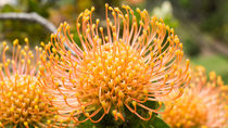 Protea-Blüten von Stephan Gehrlein