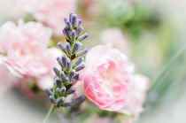 Lavender & Roses by Thomas Matzl