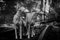 Whippets - Auf Reisen by Chris Berger