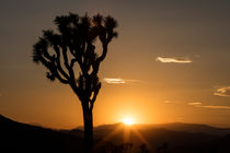 Sunset, Joshua Tree National Park, California, USA von geoland