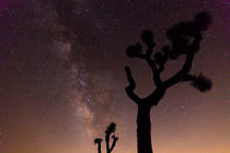 Milky Way, Joshua Tree National Park, USA by geoland