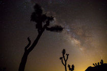 Milky Way, Joshua Tree National Park, USA von geoland