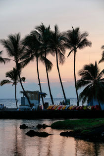 Palmen auf Big Island, Hawai'i, USA von geoland