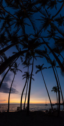 Palmen an einem Traumstrand von Big Island, Hawai'i, USA von geoland