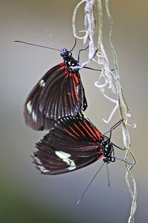 Butterfly von patricturephotographie