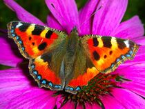 Butterfly "Kleiner Fuchs" by patricturephotographie