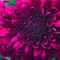Purple-chrysanthemum