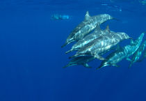 Spinner Dolphins, Delfine by geoland
