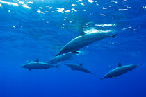 Spinner Dolphins, Delfine von geoland