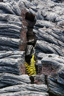 Zartes Pflänzchen in Lava by geoland