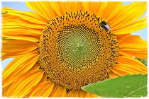  Sunflower  von Sandra  Vollmann