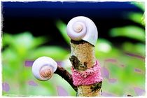 Snails Art Nature by Sandra  Vollmann