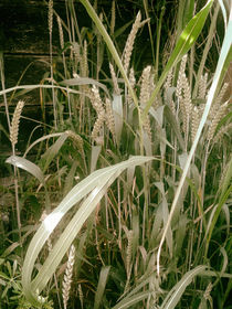 wheat - Weizen by Chris Berger