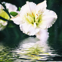 Waterlily - Wasserlilie von Chris Berger