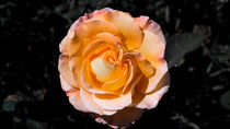 Rose auf Schwarz von Stephan Gehrlein