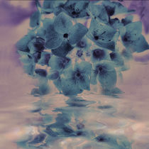 Hortensienspiegel - blau pastell von Chris Berger