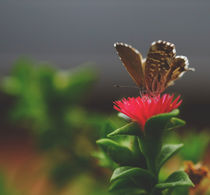 butterfly von emanuele molinari