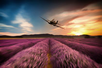 Spitfire Lavender by James Biggadike